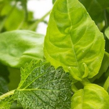 Propagation substrates