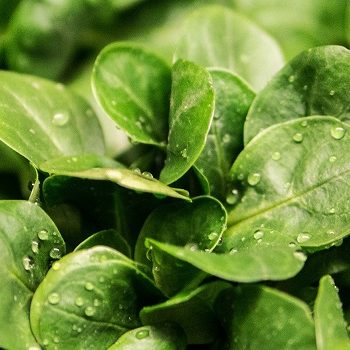 Organic plant substrates